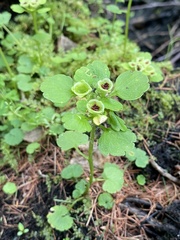 Chrysosplenium iowense