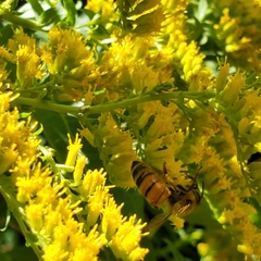 Apis mellifera