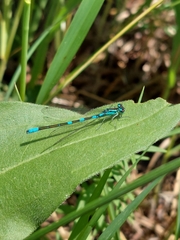 Coenagrion resolutum