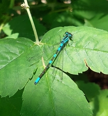 Coenagrion resolutum