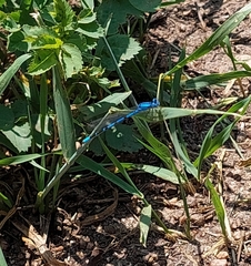 Coenagrion resolutum