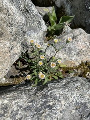 Erigeron nivalis