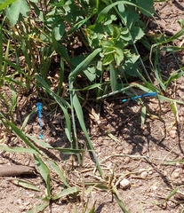 Coenagrion resolutum