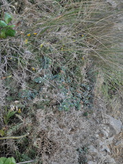 Pimelea prostrata seismica