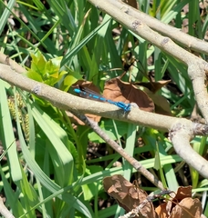 Coenagrion resolutum