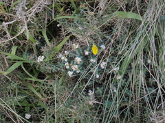 Pimelea prostrata seismica