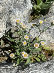 Erigeron nivalis