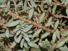 Pimelea prostrata seismica