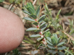 Pimelea prostrata seismica