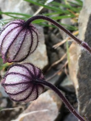 Silene uralensis uralensis