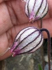 Silene uralensis uralensis