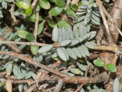 Pimelea prostrata seismica
