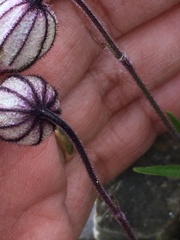 Silene uralensis uralensis