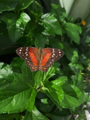 Anartia amathea