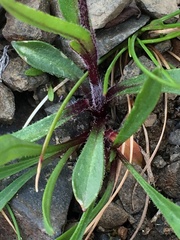 Silene uralensis uralensis