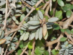 Pimelea prostrata seismica