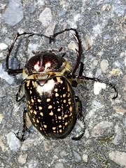 Cheirotonus formosanus