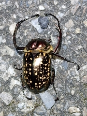 Cheirotonus formosanus