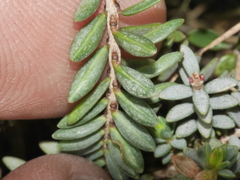 Pimelea prostrata seismica