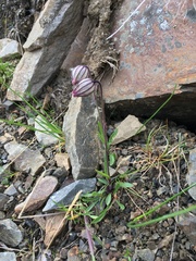 Silene uralensis uralensis