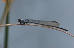 Pseudagrion salisburyense