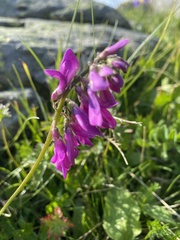 Hedysarum caucasicum