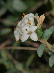 Pimelea prostrata seismica