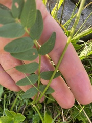 Hedysarum caucasicum