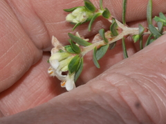 Pimelea prostrata seismica