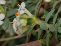 Pimelea prostrata seismica