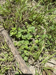 Rhynchosida physocalyx