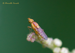 Meromyza femorata