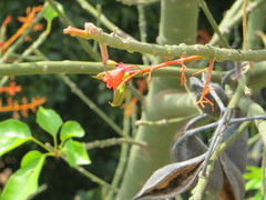 Brachychiton acerifolius
