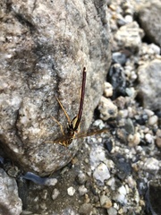 Megarhyssa macrurus icterosticta