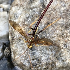 Megarhyssa macrurus icterosticta