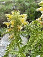 Pedicularis condensata