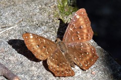 Zemeros flegyas allica