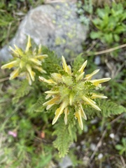 Pedicularis condensata