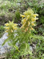 Pedicularis condensata
