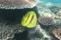 Chaetodon rainfordi