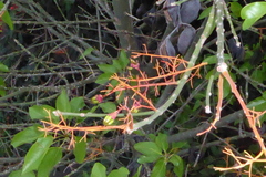Brachychiton acerifolius