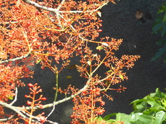 Brachychiton acerifolius