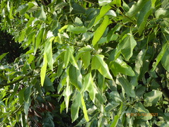 Brachychiton acerifolius
