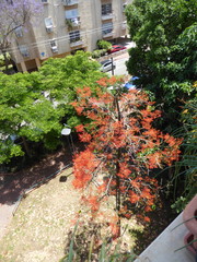 Brachychiton acerifolius