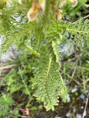 Pedicularis condensata