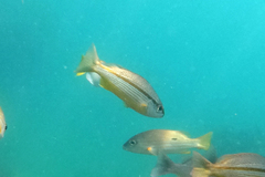 Lutjanus vitta