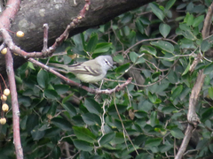 Serpophaga griseicapilla