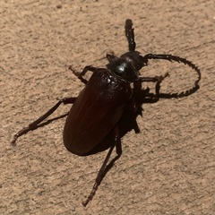 Prionus californicus