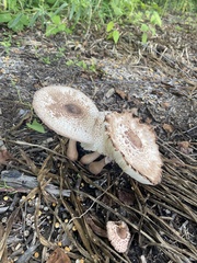 Leucoagaricus americanus