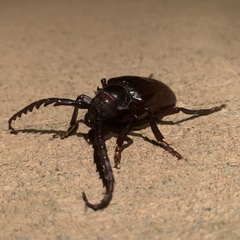 Prionus californicus